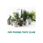 cayphongthuyclub