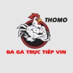 ĐÁ GÀ TRỰC TIẾP VIN