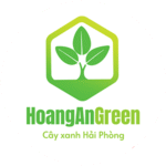 Hoangangreen